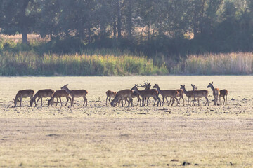 A male deer with his herd of female deer in the process of bellowing during mating season. Marismas del Rocio Natural Park in Donana National Park at sunset