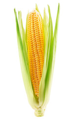 corn ear with husk isolated on a white background