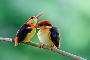 Lovely beautiful pair of Orange and black wings  of Oriental dwarf or Black-backed kingfishers teasing each other
