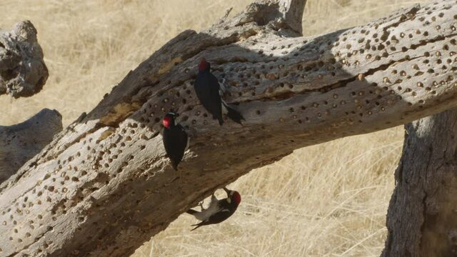 Acorn woodpeckers on granary tree branch