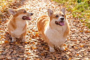 Two Welsh Corgi Pembroke dogs stand with their tongues out against the yellow autumn leaves illuminated