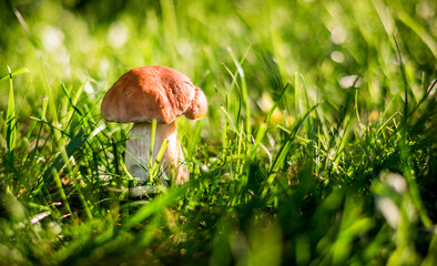 Beautiful small Boletus mushroom growing in the grass