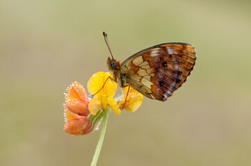 Brentis Daphne butterfly in the early on a summer morning on a  flower