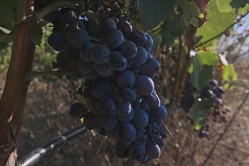 Purple grapes in a vineyard