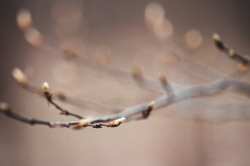 Spring blossom background. Beautiful nature scene with blooming tree and sun flare.