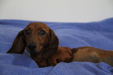Brown female dachshund lying on bed