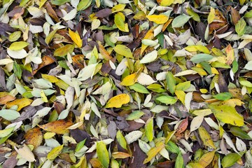 Wallpaper-like picture of green, golden and yellow autumn leaves on the wet asphalt in Bologna, Italy