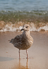 Baltic sea coast, Baltic sea and sandy beach on a summer day