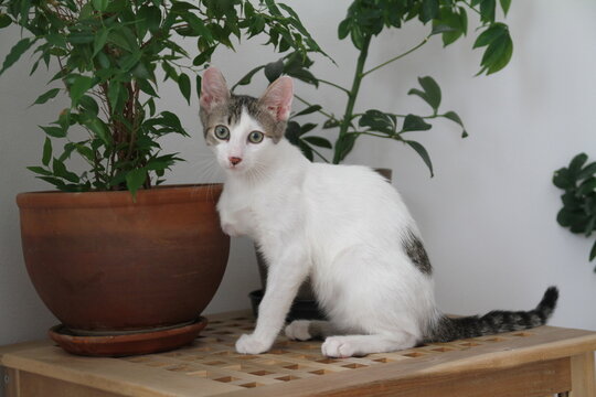 White three legged cat next to green plant