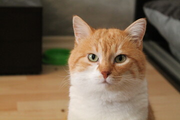 Orange and white male cat in his room.