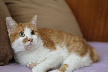 Adorable orange and white cat making faces