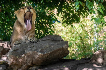 A young female lion in the Frankfurt zoo, roaring in his outdoor enclosure at a sunny day in summer.