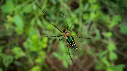 Leucage deracota Spider in the spider web 
