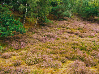 Impressions from the Fischbeker Heide near Hamburg