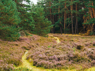 Impressions from the Fischbeker Heide near Hamburg