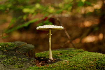 Parasol mushroom stands on a tree trunk in sunset. Edible. Healthy.