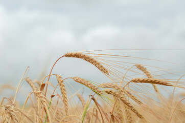 Fototapeta na wymiar Field of ripe wheat. Autumn harvest concert. Natural background and texture.