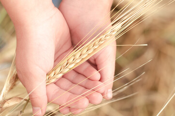 Ripe ears of wheat in the child's palm over field. Autumn harvest concert.