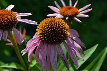 
Echinacea flower.