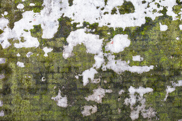 Naklejka premium Abstract old cement wall texture background, green moss growing on the wall, outdoor day light