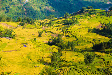 Rice fields on terraced of Mu Cang Chai, YenBai, Vietnam. Rice fields prepare the harvest at...