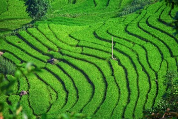 Rice fields on terraced of Mu Cang Chai, YenBai, Vietnam. Rice fields prepare the harvest at Northwest Vietnam.Vietnam landscapes