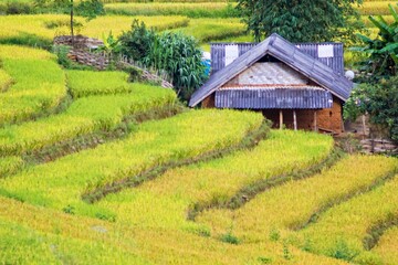 Rice fields on terraced of Mu Cang Chai, YenBai, Vietnam. Rice fields prepare the harvest at Northwest Vietnam.Vietnam landscapes