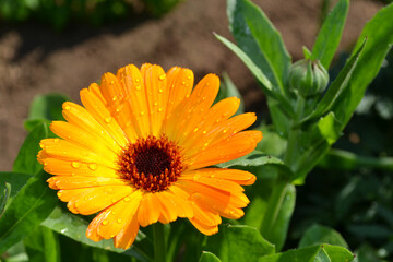 yellow beautiful flower with green leaves, like a Daisy, in a summer Park.