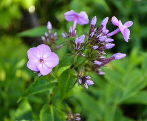purple small flowers on a green background in a summer Park.