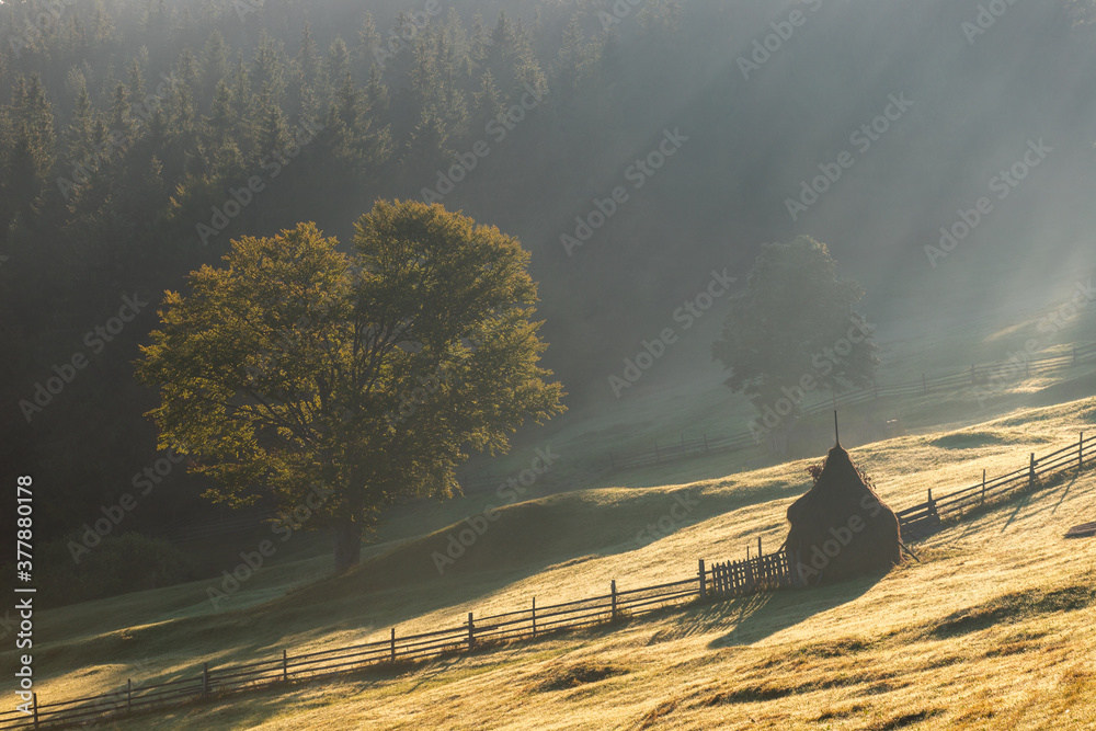 Wall mural autumn landscape of the foggy forest, at sunrise