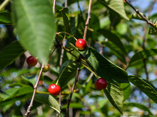 red berries on a green tree cherry in a summer garden.