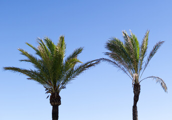 Two palm trees isolated on blue sky.