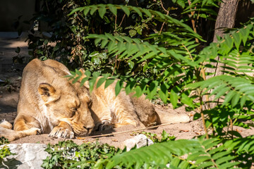 A young female lion in a zoo, relaxing in here outdoor enclosure at a sunny day in summer.