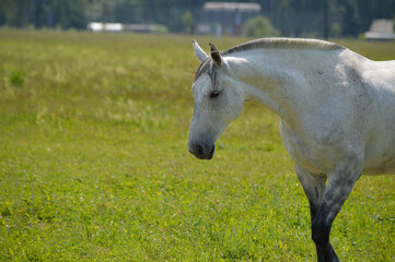 A white horse grazing on a green pasture at noon with a bokeh effect.