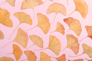 Ginkgo Biloba leaves herbarium on white, macro