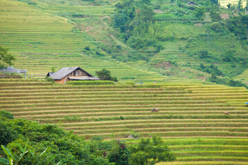Rice fields on terraced of Mu Cang Chai, YenBai, Vietnam. Rice fields prepare the harvest at...