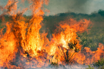 Fire blazing through prairie during dry season