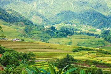 Rice fields on terraced of Mu Cang Chai, YenBai, Vietnam. Rice fields prepare the harvest at Northwest Vietnam.Vietnam landscapes