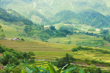 Naklejka premium Rice fields on terraced of Mu Cang Chai, YenBai, Vietnam. Rice fields prepare the harvest at Northwest Vietnam.Vietnam landscapes