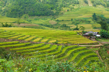 Rice fields on terraced of Mu Cang Chai, YenBai, Vietnam. Rice fields prepare the harvest at Northwest Vietnam.Vietnam landscapes