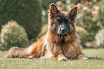 Dog, German shepherd lies in the autumn lawn - obrazy, fototapety, plakaty