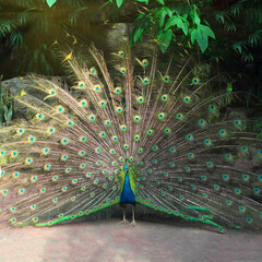 Obraz premium Beautiful peacock with spread tail and wings in zoo or reserve
