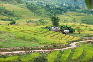 Rice fields on terraced of Mu Cang Chai, YenBai, Vietnam. Rice fields prepare the harvest at...