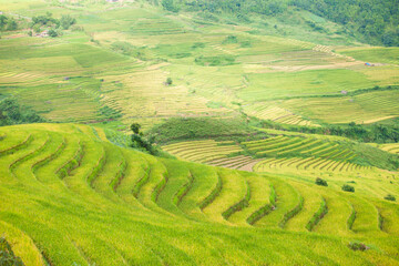Rice fields on terraced of Mu Cang Chai, YenBai, Vietnam. Rice fields prepare the harvest at...