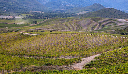 Grape harvest for wine production, Corsica