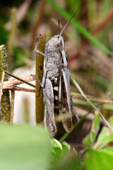 Duetting Grasshopper, bow-winged grasshopper - female / Nachtigall-Grashüpfer - Weibchen...