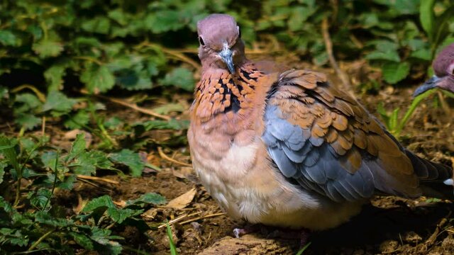 Close up of African laughing dove  grooming it self