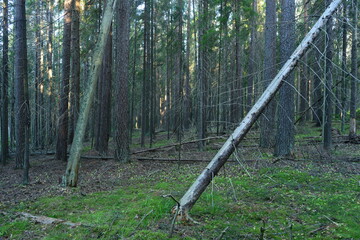 Dawn in a dry coniferous forest, the first rays of the sun glide along the trunks of tall slender fir trees