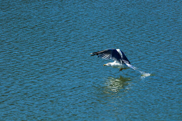 A bird of prey catches fish in flight with its claws touching the water