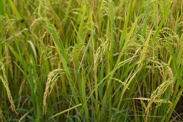 Amazing landscape in Northwest Vietnam. Terraced fields in Ta Xua, Bac Yen, Son La province, Vietnam. At an altitude of 2000m above sea level, this place is also known by the name: Clouds Paradise.